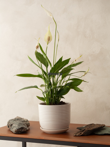 Спатифиллум Алана фото 3