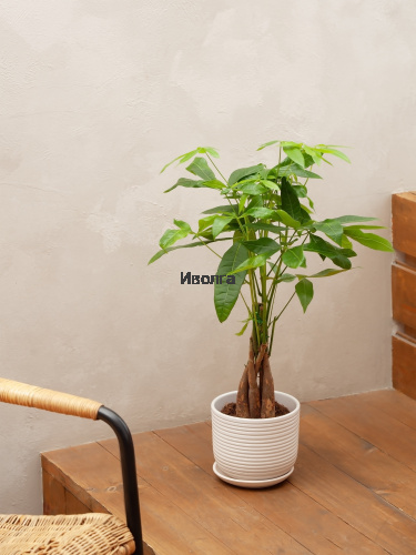 Пахира Твист Стем фото 3