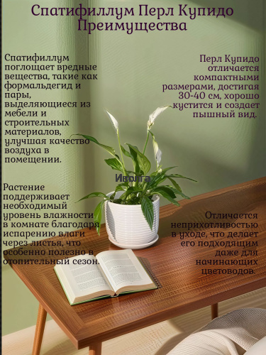 Спатифиллум Перл Купидо фото 4