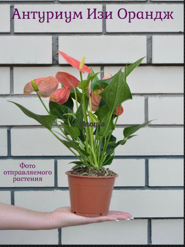 Антуриум Изи Оранж (Мужское счастье) фото 3