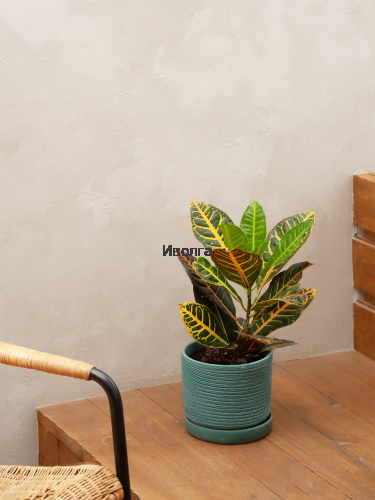 Кодиеум (Кротон) Петра высота 50см фото 3 Кодиеум (Кротон) Петра высота 50см фото 3