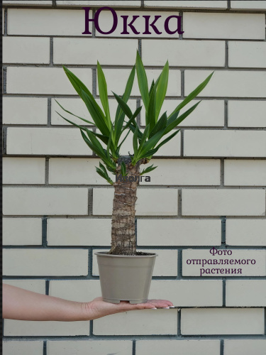 Юкка высота 60см фото 5